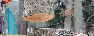 Professional Tree Removal in Robert Lee, TX