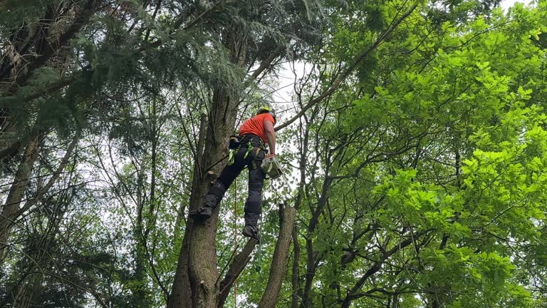 Reliable Robert Lee, TX Tree Removal Solutions